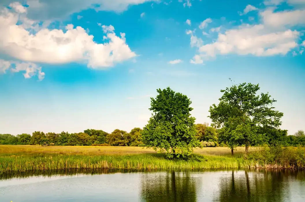 Sunny summer landscape with a beautiful forest